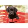 Kangaro Bureauonderlegger Zwarte Labrador Pup 38x58cm -Winkel APLI 8712127039697 1